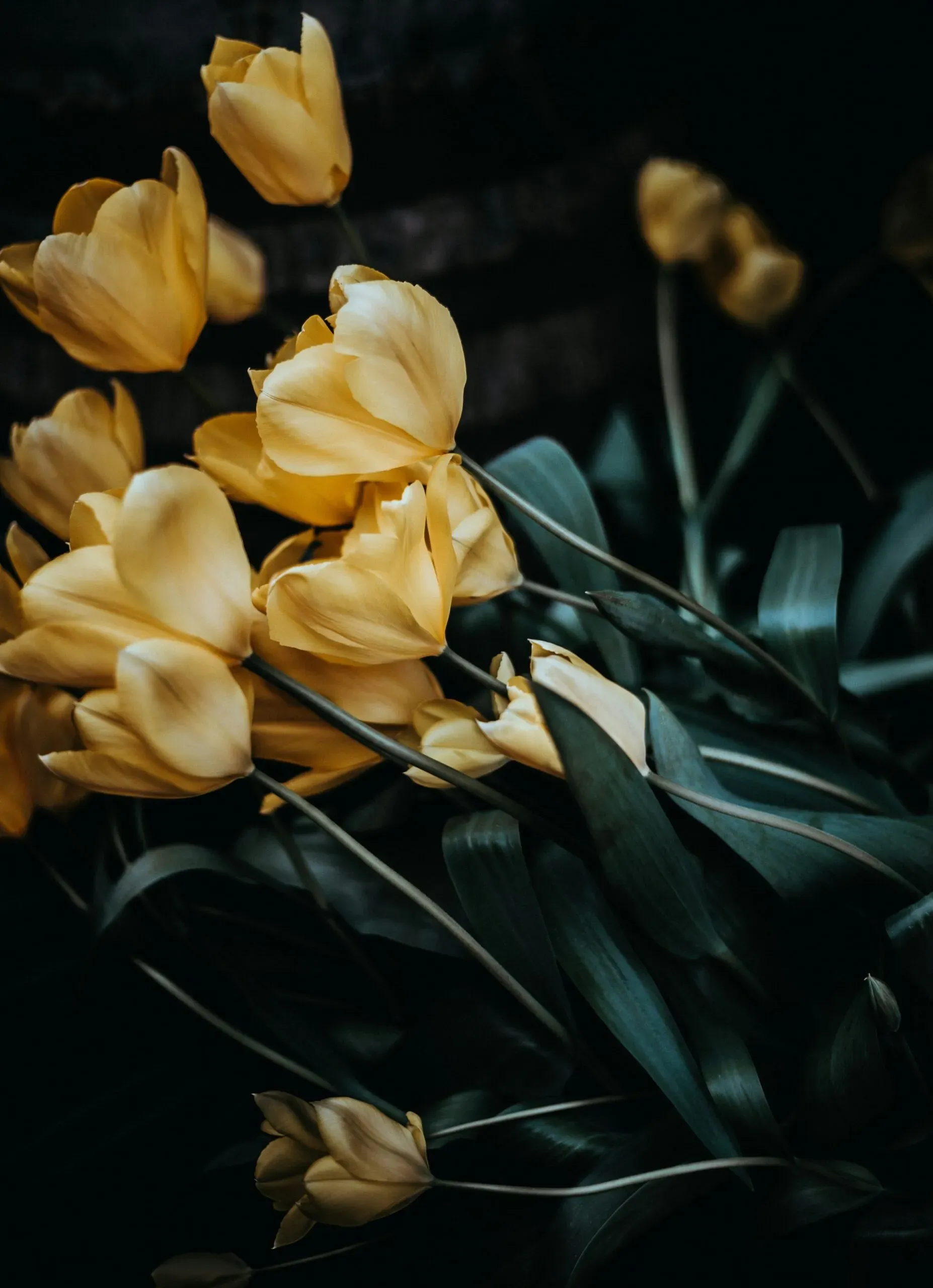 Bouquet de tulipes jaunes élégantes pour un hommage funéraire.