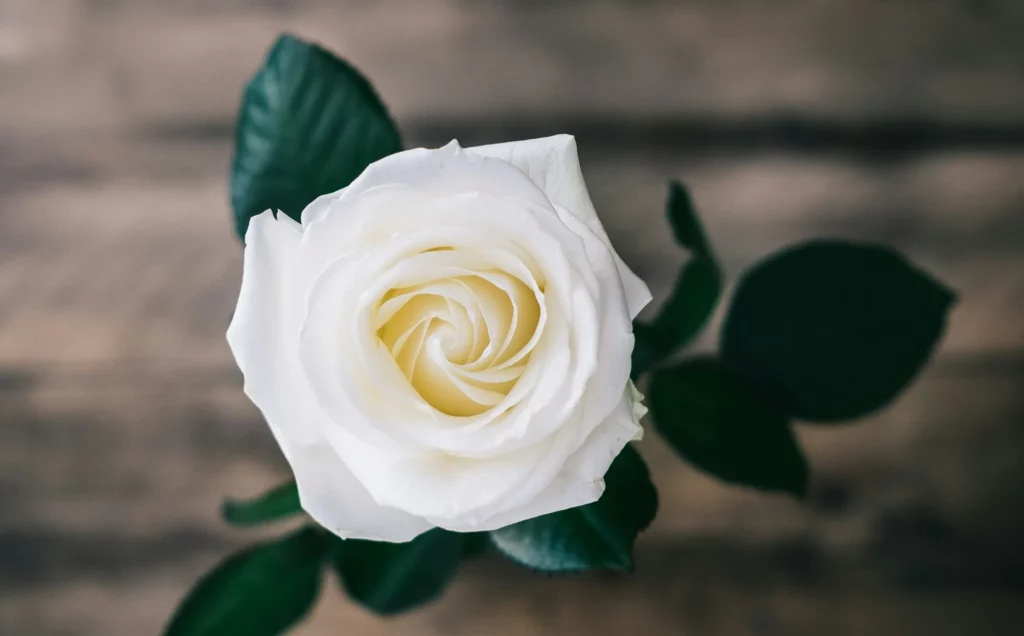 Gros plan sur une rose blanche symbole de pureté et de souvenir.