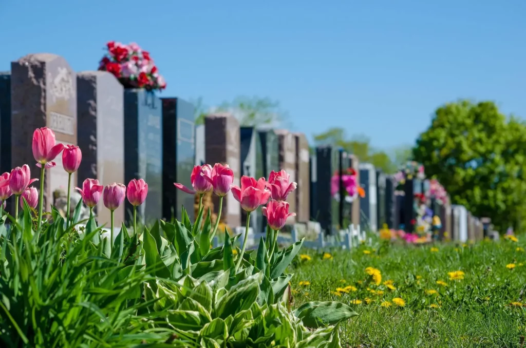 Allée de stèles funéraires en pierre ornées de tulipes roses au cimetière.